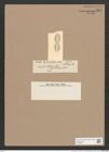 Navicula entomon Ehr. (de-Toni-Nr.: Genus 1, Species 248) Zeichnungen Sammlung Grunow Nr. 587 (NHMW-BOT-W0366945)
